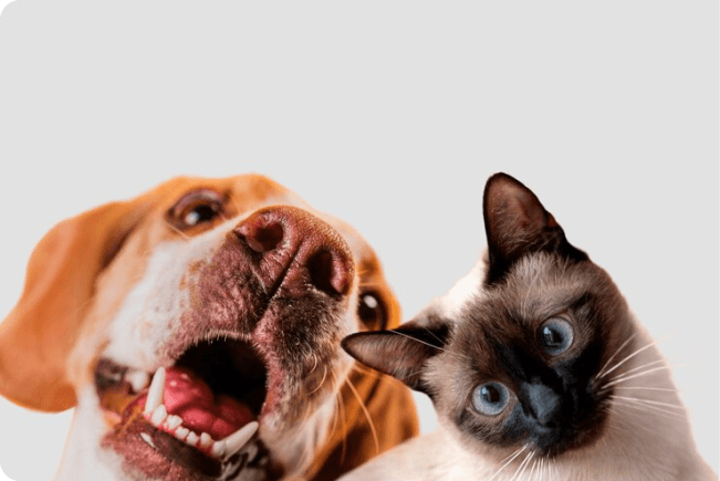 How to Maximize your Pet Hospital's Success with Virtual Vet Appointments